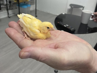 Canary birds for sale
