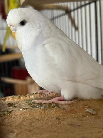 Budgies for sale!!
