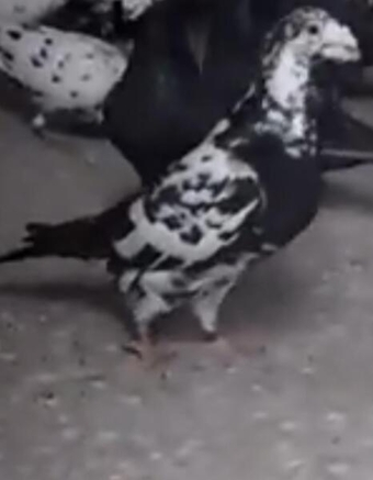 BLACK TIGER GRIZZEL RACING PIGEONS FOR SALE
