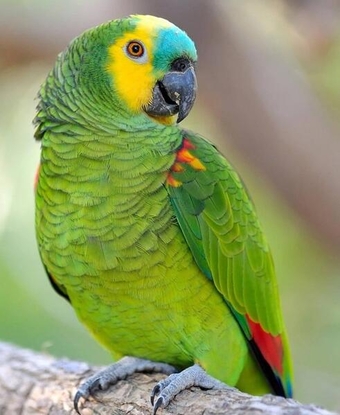 Blue Fronted Amazon wanted (Male & Female)