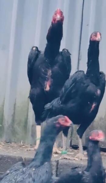 Pure black big shamo birds for sale