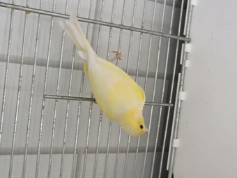 2x canaries for sale