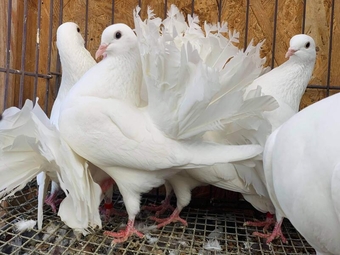PURE WHITE ENGLISH GARDEN FANTAILS