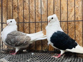 GRRMAN OWL FANCY PIGEONS FOR SALE