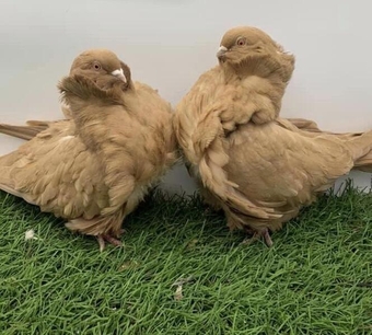 TOP QUALITY CHINESE OWLS FOR SALE