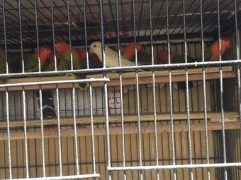 27 x opaline Fischer lovebirds.