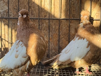 VERY RARE ENGLISH SHORT FACE PIGEONS FOR SALE