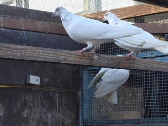 4 White and specks o. Neck  blue Budapest pigeons