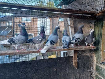 TIPPLERS FOR SALE