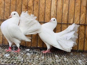 PURE WHITE ENGLISH GARDEN FANTAIL DOVES FOR SALE
