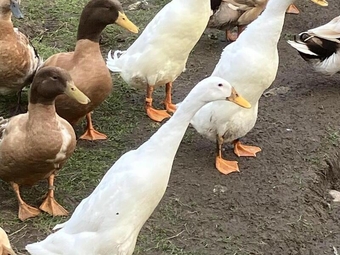 White Indian Runner Ducks