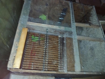 A breeding pair of ringnecks
