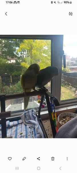 Quaker parrots  1 yellow 1 blue