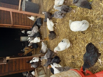 Coloured hybrids pullets 16to18 weeks