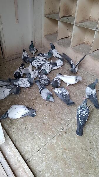 Pigeons for Sale – Newcastle Upon Tyne