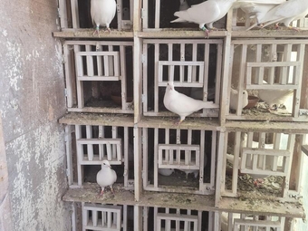 White Rapido Pigeons