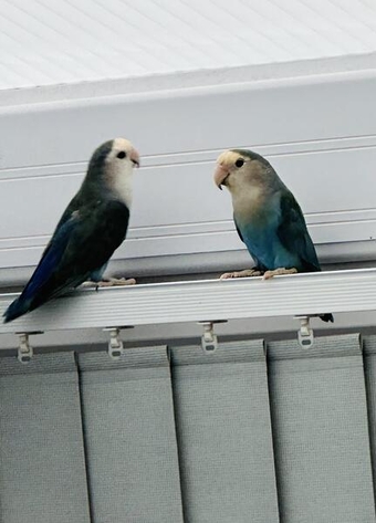 Pair of lovebirds