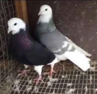 RARE COLOUR ROLLER PIGEONS