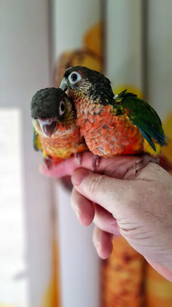 Tame Handreared Conures – DNA Sexed & Full Starter Pack