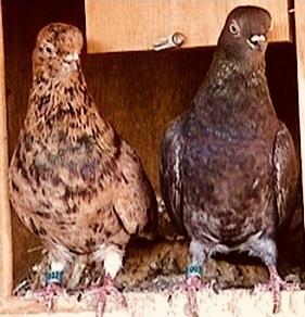 PORTUGUESE TUMBLERS SMALLEST PIGEON IN THE WORLD