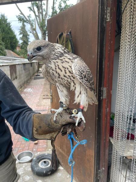 Falcons - {TYPE}