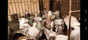 high quality racing pigeons for sale