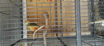 Pair pineapple conures