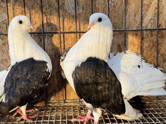 TAGANROG TUMBLERS FANCY PIGEONS
