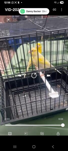 Pair yellow rylander canary