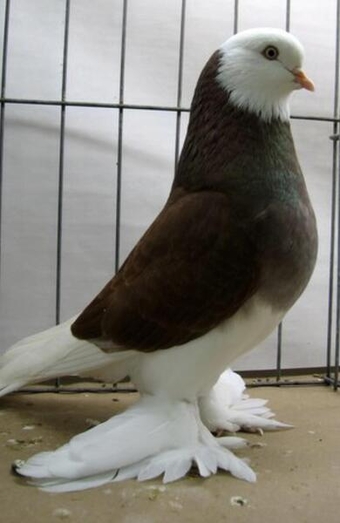 HIGH QUALITY WEST OF ENGLAND TUMBLER FANCY PIGEONS