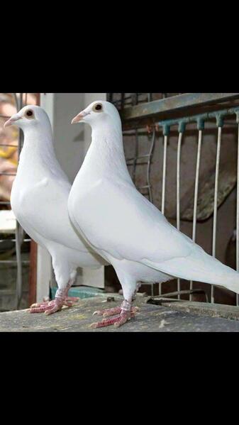 PURE WHITE HOLLAND IMPORT LOGAN RACING PIGEONS FOR SALE