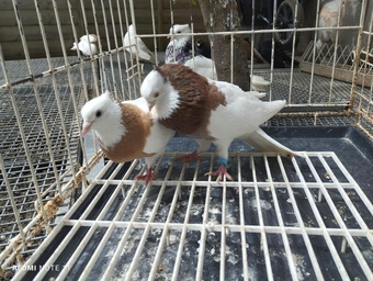 Iranian pigeon for sale