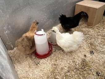 Silkie Bantams For Sale White/Black/Gold