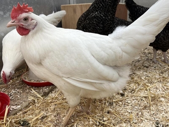 White Star Chickens For Sale