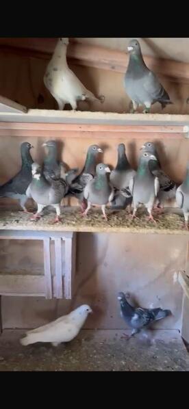 Racing pigeons for sale 2025