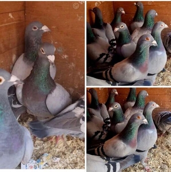 Top quality racing pigeons for sale