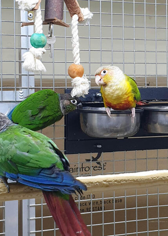 Baby  Conure ready to go