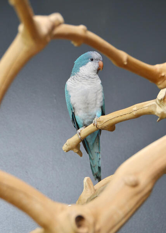 Baby Quaker talking parrots