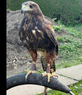2025 Harris hawk in Rotherham