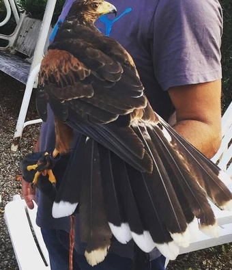 Furrtail hawk in London