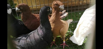 German Beauty Hommers for sale