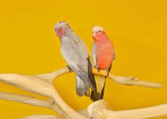 Baby Galah Cocotoo