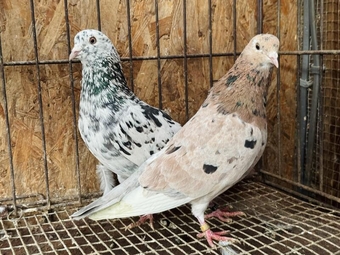 BEAUTIFUL ALMOND ROLLERS FOR SALE