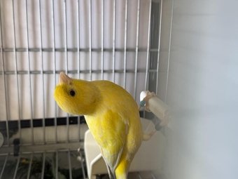 Yellow cock canary 2025 bitd
