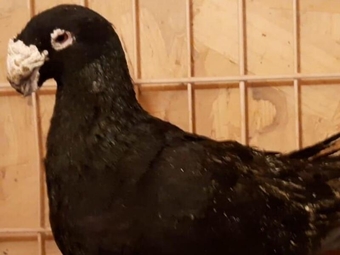 TO SELL!! German Beauty Hommer Pigeons