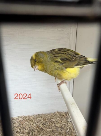 Cock canary 2024 bird