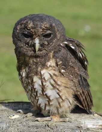 Mottled owl - hand reared