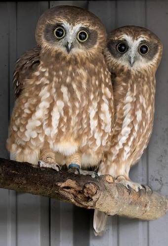 Boobook owl chicks - hand reared