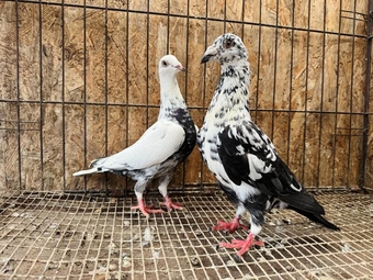 TIGER GRIZZLED RACING PIGEONS FOR SALE