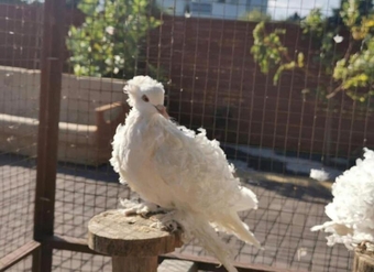 FRILLBACK FANCY PIGEONS